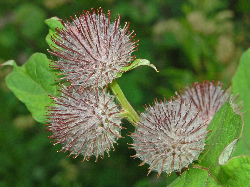 Arctium tomentosum / Bardana lanuta
